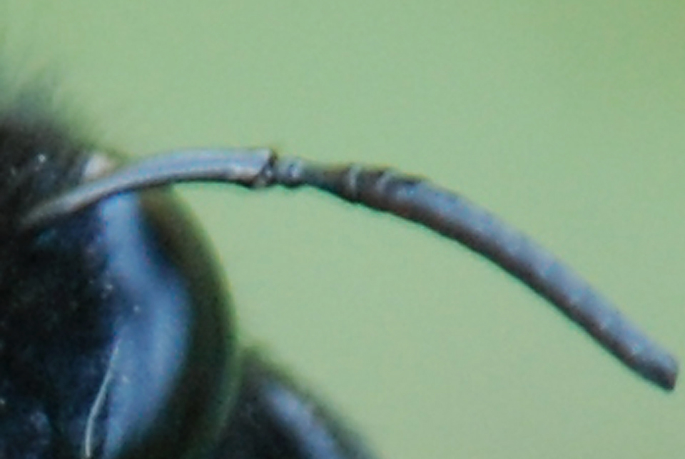 Xylocopa valga M  (Apidae)